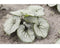 Griffioen - Brunnera macr. 'Silver Heart'