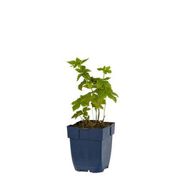 Griffioen - Geranium nodosum