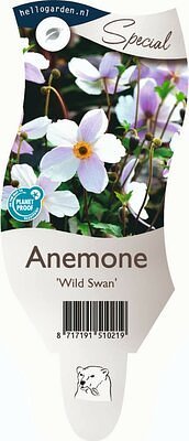 Griffioen - Anemone 'Wild Swan'