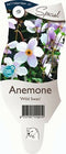 Griffioen - Anemone 'Wild Swan'