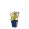 Griffioen - Ceratostigma plumbaginoides