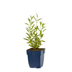 Griffioen - Salvia uliginosa