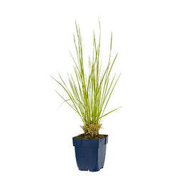 Griffioen - Deschampsia cesp. 'Goldschleier'