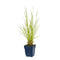 Griffioen - Deschampsia cesp. 'Goldschleier'