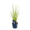 Griffioen - Deschampsia cesp. 'Goldschleier'