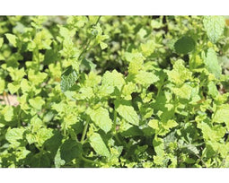 Griffioen - Mentha pip. 'Strawberry'