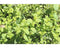 Griffioen - Mentha pip. 'Strawberry'