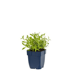 Griffioen - Silene mar. 'Weisskehlchen'