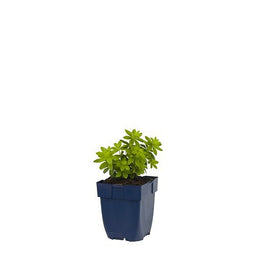 Griffioen - Galium odoratum