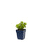 Griffioen - Galium odoratum