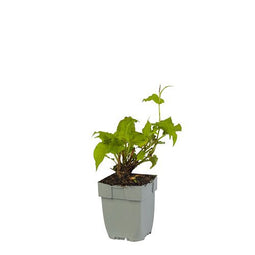 Griffioen - Persicaria ampl. 'Lisan'