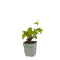 Griffioen - Persicaria ampl. 'Lisan'