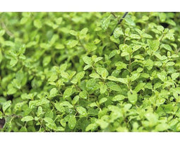 Griffioen - Origanum majorana 'Venezia'