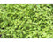 Griffioen - Origanum majorana 'Venezia'