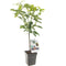 Fruithof - Prunus avium Lapins Patio