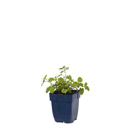Griffioen - Nepeta faassenii