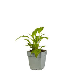 Griffioen - Echinacea Sombr. Lemon Yellow Impr.