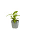 Griffioen - Echinacea Sombr. Lemon Yellow Impr.
