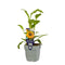 Griffioen - Echinacea Sombr. Lemon Yellow Impr.