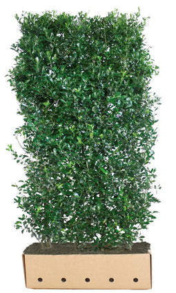 Quickhedge - Ilex meserveae 'Heckenpracht' Heg