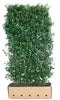 Quickhedge - Ilex meserveae 'Heckenpracht' Heg