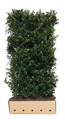 Quickhedge - Ilex meserveae 'Heckenblau' Heg