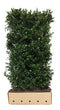 Quickhedge - Ilex meserveae 'Heckenblau' Heg