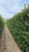 Quickhedge - Ilex meserveae 'Heckenblau' Heg