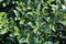 Quickhedge - Ilex meserveae 'Heckenpracht' Heg