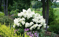 Hydrangea paniculata 'Bobo' - Pluimhortensia - Pot 19cm - Hoogte 25-40cm