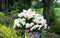 Hydrangea paniculata 'Bobo' - Pluimhortensia - Pot 19cm - Hoogte 25-40cm