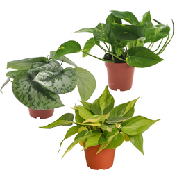 Epipremnum Mix - Set van 3 - Kamerplanten - Pot 12cm - Hoogte 25-40cm