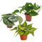 Epipremnum Mix - Set van 3 - Kamerplanten - Pot 12cm - Hoogte 25-40cm