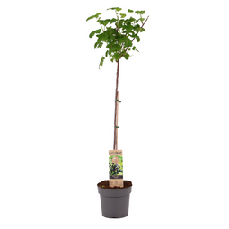 Ribes Nigrum 'Titania' - Zwarte aalbes - Fruitboom - ⌀21cm - Hoogte 90-100cm