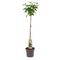 Ribes Nigrum 'Titania' - Zwarte aalbes - Fruitboom - ⌀21cm - Hoogte 90-100cm