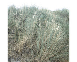 Griffioen - Ammophila arenaria