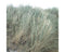 Griffioen - Ammophila arenaria