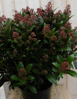 Warentuin Natuurlijk - Skimmia Japonica rubella 70 cm