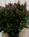 Warentuin Natuurlijk - Skimmia Japonica rubella 70 cm