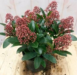 Warentuin Natuurlijk - Skimmia rood 20 cm