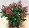 Warentuin Natuurlijk - Skimmia rood 20 cm