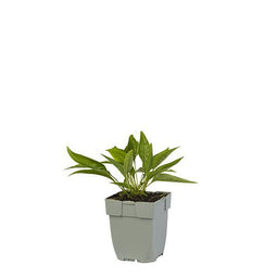 Griffioen - Echinacea 'Meditation White'