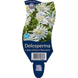 Griffioen - Delosperma c. 'Jewel of Desert Moonstone'