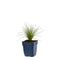 Griffioen - Festuca amethystina