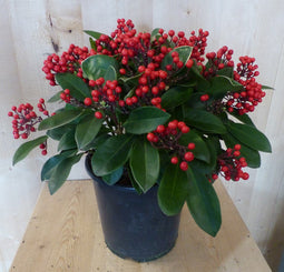 Warentuin Natuurlijk - Skimmia met bes 40 cm