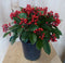 Warentuin Natuurlijk - Skimmia met bes 40 cm