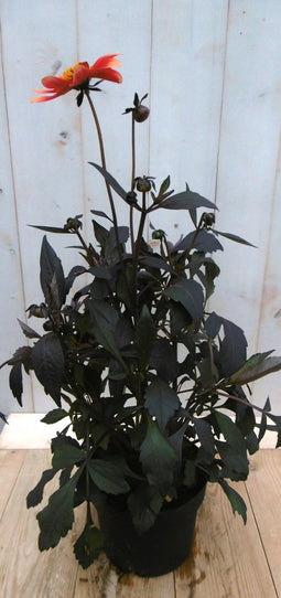 Warentuin Natuurlijk - Dahlia Moonfire donkerroodblad rode bloem 40 cm