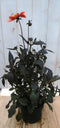 Warentuin Natuurlijk - Dahlia Moonfire donkerroodblad rode bloem 40 cm