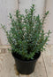 Warentuin Natuurlijk - 3 stuks! Hebe Veronica struikje groenblijvend Lichtblauw