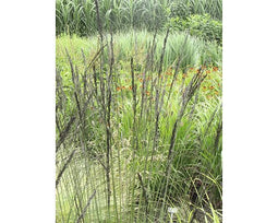 Griffioen - Molinia arund. 'Black Arrows'
